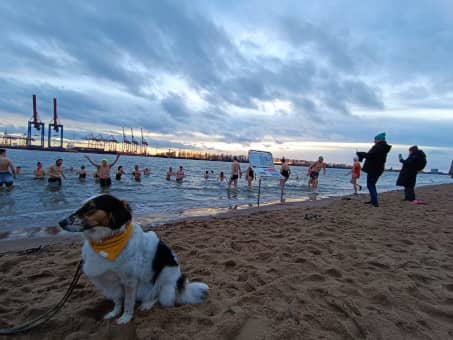 Hund am Strand und schaut Winterschwimmern zu