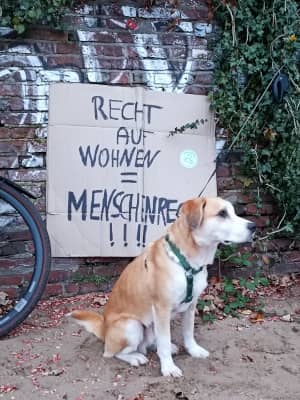Hund vor Schild mit Aufschrift: Recht auf Wohnen = Menschenrechte!!!
