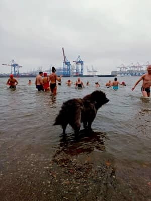 Hund im eisigen 4,6 Grad kaltem Wasser