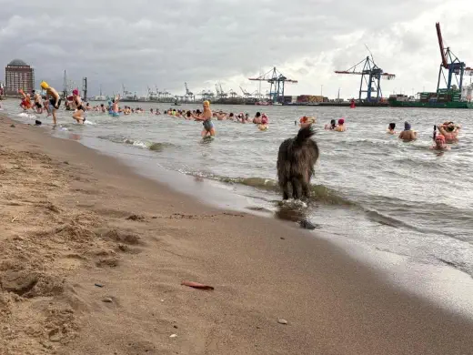 am Elbstrand sind über 200 Menschen im eisigen Wasser, um spenden für die Offroad Kids zu sammeln.