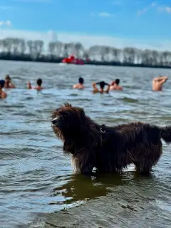 Hund im Wasser